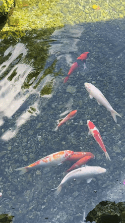 Early morning scenes documented at Indonesian beachfront resort