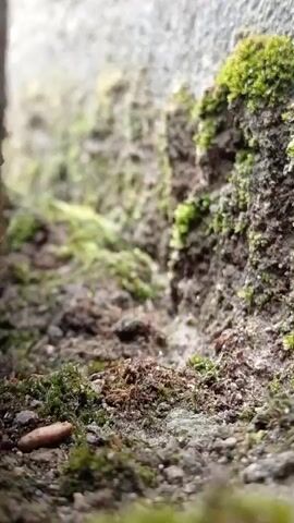 A close-up shot shows a textured surface covered in moss and dirt. The camera is positioned low to the ground, focusing on the intricate details of the moss and soil. Sunlight appears to be illuminating the scene from the left, creating highlights and shadows that emphasize the roughness of the terrain. The background is blurred, suggesting a shallow depth of field, which isolates the subject matter.