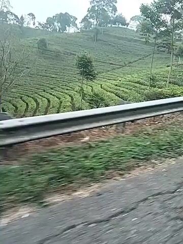 The video shows a scenic view of a tea plantation on a hillside. The plantation is characterized by neatly arranged terraces of green tea bushes. In the foreground, a guardrail is visible, suggesting the footage is being filmed from a vehicle moving along a road. Tall trees line the edges of the plantation, and utility poles with wires can be seen in the background. The sky is overcast, creating a soft, diffused light. In the distance, a large white bridge or elevated structure is visible spanning across the hillside, partially obscured by trees and mist. The overall atmosphere is peaceful and natural.