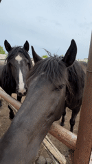 Rural morning captured: horses, dogs, dandelions in Ptichnik, Russia