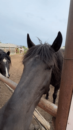 Rural morning captured: horses, dogs, dandelions in Ptichnik, Russia