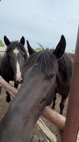 Rural morning captured: horses, dogs, dandelions in Ptichnik, Russia