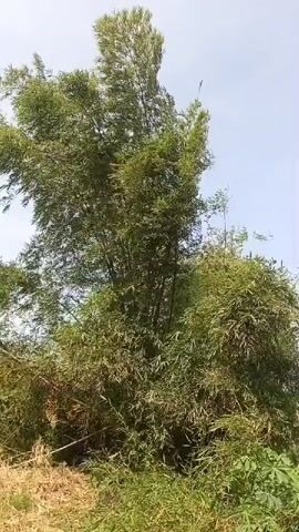 A bamboo grove is shown under a bright, possibly sunny, sky. The camera is angled upwards towards the top of the bamboo stalks. The bamboo is dense and green, with many thin leaves. The stalks of the bamboo are visible as dark, segmented poles. The lower parts of the grove are a tangled mass of branches and leaves. In the foreground, dry grass or straw is visible on the ground. The overall impression is one of a natural, possibly rural, environment.