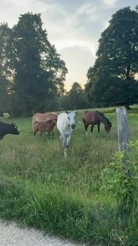 A group of horses and a cow are in a grassy field. The horses are of various colors, including white, brown, and tan. One white horse is in the foreground, facing right and appears to be sniffing the grass. Another brown horse is in the background, grazing. There are several trees in the background, and the sky is visible with some clouds. A wooden fence post is in the foreground on the right. The lighting suggests it is either early morning or late afternoon. The cow is on the far left of the frame.