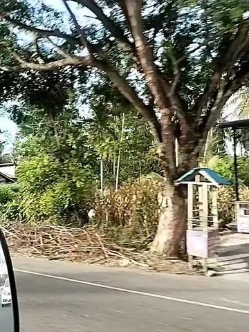 The video shows a view from a vehicle moving along a road, with trees and some structures visible on the side. The camera is focused on the side of the road, creating a blurred effect due to the motion. The first frame shows a dark-colored vehicle in motion to the left, with lush green trees and foliage in the background. The second frame reveals a small, weathered building with a dark roof to the left, surrounded by dense vegetation. A utility pole with wires is also visible. The third frame continues to show the road and the surrounding greenery, with more structures appearing in the distance, possibly small stalls or shops. The fourth frame presents a slightly clearer view of the structures along the roadside, including some with blue and green roofs. The fifth frame shows a white vehicle, likely the one from which the video is being recorded, with its side partially visible. In the background, there are more trees, including palm trees, and a building with a reddish roof. The overall scene suggests a rural or semi-urban environment with vegetation and some signs of human habitation.