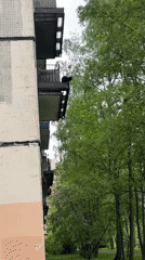 Morning wildlife spotted in Vsevolozhsk: cat and pigeons observed