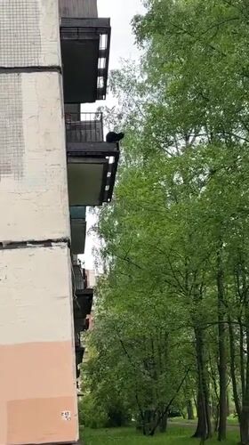 Morning wildlife spotted in Vsevolozhsk: cat and pigeons observed