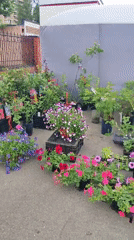 Outdoor market operates in Shchyolkovo with flowers, clothing displays