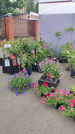 Outdoor market operates in Shchyolkovo with flowers, clothing displays