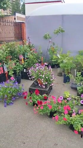 Outdoor market operates in Shchyolkovo with flowers, clothing displays