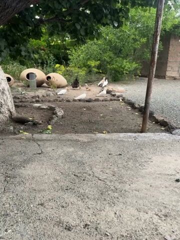 The video captures an outdoor scene at Sardarapat, Armenia, likely in a yard or rural area. The primary subjects are a flock of pigeons and some chickens, including chicks. Several white pigeons are prominent, with one particularly close to the camera. There are also a few pinkish-white pigeons and a dark-colored chicken. A group of small, yellow chicks are scattered around, some near the chickens and others pecking at the ground.

The setting includes a patch of dirt and gravel, bordered by rocks. Large, rounded clay pots, possibly antique amphorae, are visible in the background, suggesting a historical or rustic ambiance. Lush green foliage and yellow wildflowers grow behind the birds. A rough concrete area is in the foreground. A thin, dark pole stands vertically on the right side of the frame. The overall impression is a calm, natural scene.

The activity appears to be domestic fowl foraging and interacting in their environment. The time of day seems to be daytime, with overcast or diffused light, as there are no strong shadows. The weather appears to be mild, suitable for birds to be outdoors. No text is visible in the media file.