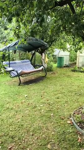 The video shows a backyard scene under a tree. In the foreground, a swing set with a cushioned seat is visible. The grass is green and appears to have fallen leaves on it. In the background, two greenhouses and a green barrel are present. The leaves on the tree in the foreground are lush and green, suggesting it is daytime. The overall atmosphere appears to be serene and natural.