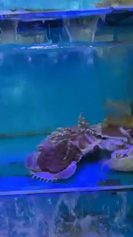 The video shows a tank of water with two horseshoe crabs. One crab is upside down, and is turning itself back over. The tank is blue and has bubbles rising in the water.
