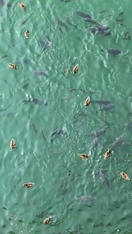 The video shows a top-down aerial view of a body of water, likely a lake or pond, with a large school of fish swimming beneath the surface and several ducks paddling on top. The water is a murky green color, and the surface is rippled by the movement of the animals. The fish are dark in color and appear to be of varying sizes. The ducks are brown and white and are scattered throughout the frame. The camera is looking straight down at the water, and the scene is still and calm, with the only movement coming from the animals. The video is 4 seconds long.