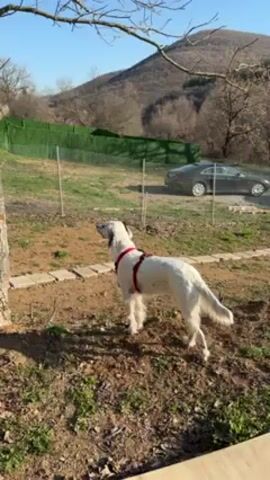 A white English Setter dog with black spots and a red harness is standing in a grassy yard, looking up at a tree. The camera pans over to the tree to reveal a butterfly perched on the bark. Behind the dog and the tree is a chain-link fence, a green hedge, and a dark-colored car. In the background is a hill covered in trees. The sky is blue and clear.