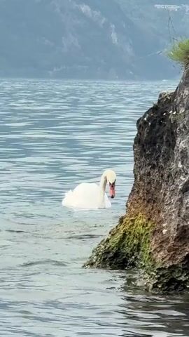 A swan swims in the water near a rocky shore. The swan dips its head underwater and then resurfaces. The water is calm and reflects the sky. Mountains are visible in the background.