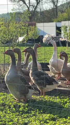 The video shows a flock of geese standing inside a wire fence enclosure. Most of the geese are gray, but one is white. Outside of the enclosure, there is green grass, a couple of small trees, a stack of lumber, and a white storage container. In the background, there are trees and hills. Several children are talking in the background.