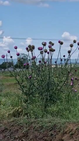 A video captures a wide shot of a large, thorny plant with purple thistle-like flowers blooming. The plant is centered in the frame, its branches reaching upwards and outwards. The foreground consists of dark, tilled soil and green grass. In the background, there are more green fields, some scattered trees, and distant buildings, suggesting a rural or semi-rural setting. A thin wire, possibly from a power line or fence, stretches horizontally across the upper portion of the frame. The sky is blue with scattered white clouds, indicating it is daytime with fair weather. The overall impression is one of natural growth in an open, outdoor environment. There is no visible text in the media file.