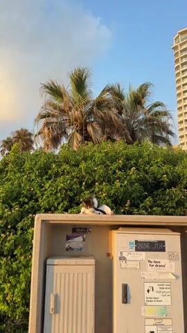 A tabby and white cat sits on a concrete ledge in front of a dense green bush with small pink flowers. The cat is grooming its paw, looking down at its leg. Behind the bush, palm fronds are visible against a clear blue sky. To the right of the bush, a portion of a tall, modern building is visible. The concrete ledge has several stickers and labels adhered to its front surface, with some text and images visible on them. The lighting suggests it is daytime, possibly late afternoon due to the warm glow on the palm fronds and building.