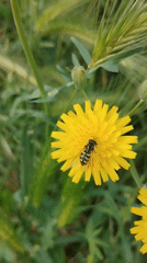 Spring insects spotted on flowers in Rubí, Spain