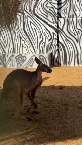 A kangaroo stands in a sandy enclosure with a zebra-striped wall in the background. The kangaroo faces the camera and then turns its head to the left, looking away. The video captures the kangaroo in various poses as it moves its head and body.