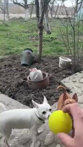 The video shows a person holding a yellow tennis ball near a small, white dog. The dog is standing on a stone-paved area. Behind the dog is a garden with dark soil, several potted plants, and bare trees. The person throws the tennis ball into the garden. A small, brown dog runs toward the tennis ball. The white dog watches the ball being thrown and remains in place. A car passes on a road in the distance.