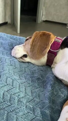 The video depicts a beagle dog sleeping on a blue textured blanket. The dog has a pink collar. The dog's body is mostly off screen, but its head is nestled into the blanket, one ear is visible. The room is neutrally decorated. A fan is in the background.