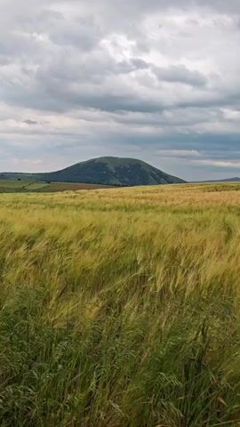 A video captures a wide shot of a field of golden wheat stalks swaying gently in the wind, with a rounded green hill in the background under a cloudy sky. The focus is on the texture and movement of the wheat in the foreground, which transitions from green to yellow. The hill in the distance appears lush with greenery and has some darker patches, possibly of vegetation or shadow. The sky is filled with dramatic, grey clouds, suggesting an overcast or potentially stormy day. There are no people or man-made objects visible in the frame. The overall impression is one of a natural, rural landscape.