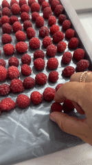 Fresh raspberries sorted into neat rows on a tray
