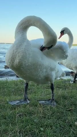 The video shows two white swans on a grassy bank next to a body of water. The swan in the foreground is preening its feathers with its beak, its neck arched. The second swan is in the background, also with its neck curved, facing away from the camera. The sky is a pale blue, and the water appears calm. The overall lighting suggests it is daytime, possibly late afternoon or early evening. There are no people visible in the video.