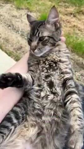 The video shows a person sitting outside on a concrete step, holding a tabby cat. The cat is on the person's lap, lying on its back and being petted. The cat appears relaxed, and at one point lifts one of its front paws. The background shows a grassy yard, trees, and some objects like a wheelbarrow and what looks like a trailer. The person is wearing blue jeans and a light purple t-shirt.