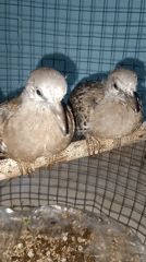 Young caged doves resting and interacting in Pematang Jaya