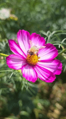 Cosmos flowers and bees in a Russian garden, late summer