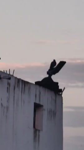 A pigeon is perched on a rooftop overlooking a cloudy sky. The pigeon is silhouetted against the sky, and its feathers are ruffled by the wind. The rooftop is made of concrete and is partially covered in debris. A small, pink-framed window is visible on the side of the building. The video is shot from a low angle, looking up at the pigeon and the rooftop. The sky is a pale pink and purple, with a few wispy clouds. The overall mood of the video is peaceful and serene.