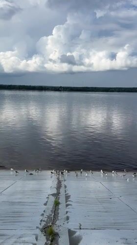 Seagulls and river traffic along Perm's Kama embankment