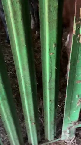 Here is a brief description of the video:

The video shows a brown horse with a white stripe on its face standing in a stable, as seen through a green metal gate. The horse is looking around, and then a hand reaches out to stroke its nose. The stable has a wooden roof and brick walls. Another horse is partially visible in the background.