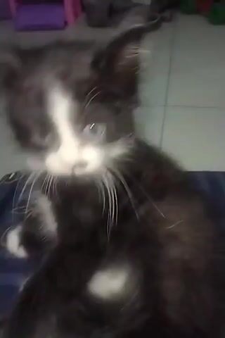 A black and white kitten is filmed. It is lying on its back, then rolls over and sits up. The kitten is on a blue patterned cloth and the floor is tiled.
