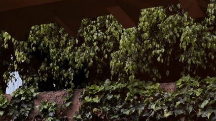 Dense foliage captured on Mexico City retaining wall