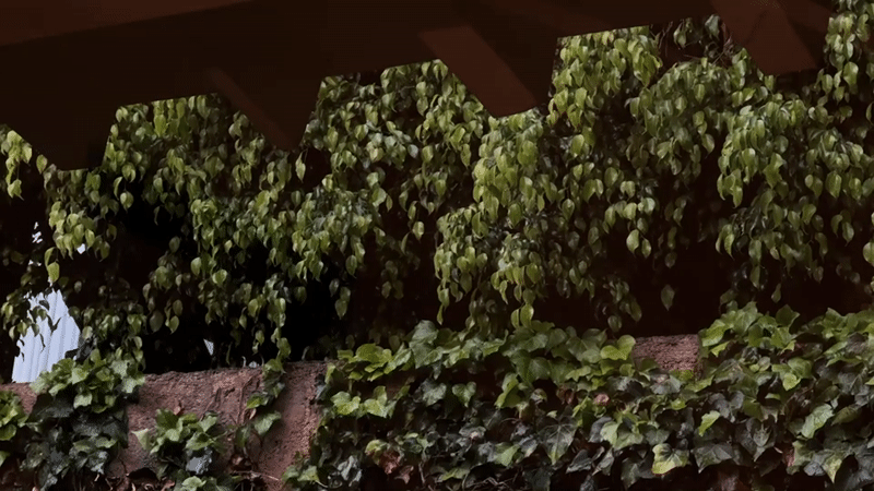 Dense foliage captured on Mexico City retaining wall