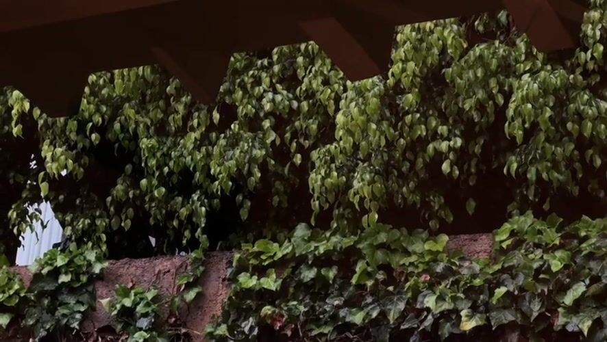Dense foliage captured on Mexico City retaining wall