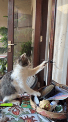 Kitten plays with hanging toys on a Bali tabletop