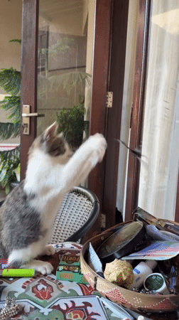 Kitten plays with hanging toys on a Bali tabletop