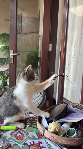 Kitten plays with hanging toys on a Bali tabletop