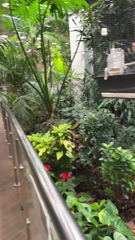 The video displays an indoor environment resembling a botanical garden or a large public space with extensive plant displays. A path with wooden-look tiles runs along the left, bordered by a modern silver railing. To the right of the railing, a dense collection of tropical plants, including various palm trees and other large, leafy green plants, fills the space. Some red flowers can be seen amidst the greenery.

In the background, a person wearing a black t-shirt and grey pants is visible, appearing to observe the plants or walk through the garden. The area is brightly illuminated by artificial overhead lighting. A partially obscured white sign with unreadable text and a red circle with a diagonal line (possibly a 'no' symbol) is visible on the railing at the bottom right of the frame. This indoor setting in Kogalym, Russia, suggests a controlled environment for tropical flora.