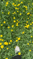 Woman enjoys spring moment in Saint Petersburg dandelion field