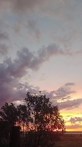 This is a vertical video of a sunset. The sky is filled with clouds that are illuminated with pink, orange, and yellow light from the setting sun. In the foreground, there is a silhouetted tree with dark leaves. The background shows a flat landscape, possibly fields or a body of water, under the horizon.