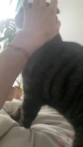 A person's hand is seen petting a dark tabby cat on a bed near a window. The cat is mostly in profile, with its tail held high. Sunlight is streaming through the window, illuminating a large plant with several leaves. The person's hand is visible stroking the cat's back and head.