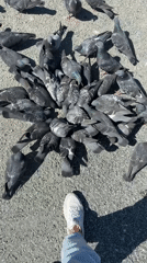 Morning wildlife activity and cafe scenes documented in Votkinsk
