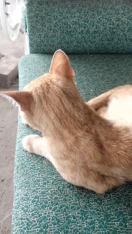 A ginger cat is lying on a green textured couch. The cat's body is mostly visible from an overhead perspective, with its head turned slightly to the left. Its tail is curled up behind it. The couch appears to be indoors, possibly on a porch or in a casual living space, given the view of what looks like concrete or pavement beneath the couch. The lighting suggests it is daytime, but no specific time can be determined. The cat's eyes are open and it appears alert. The scene is calm and domestic. There is no visible text in the media file.