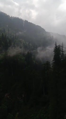 Morning life captured across misty Old Manali mountainside